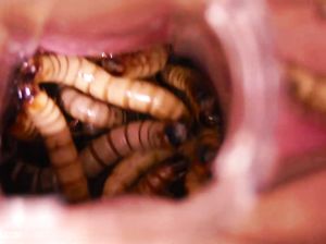 Сеанс жесткого БДСМ с унижениями и дикими издевательствами